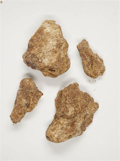 Otoba (DC.) H.Karst. | Plants of the World Online | Kew Science