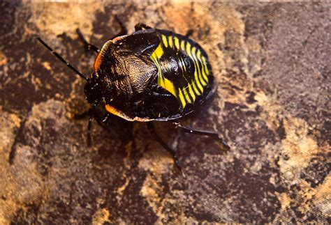 Hemiptera Nymph on Rock 4 Photograph by Douglas Barnett - Pixels