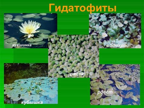 гидатофиты