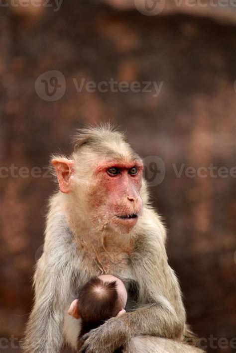 Bonnet Macaque Monkey with Baby in Badami Fort. 10885054 Stock Photo at ...