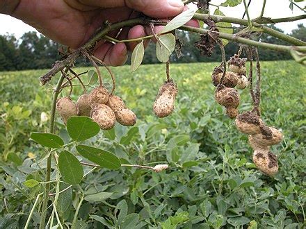 kacang tanah wikipedia bahasa indonesia ensiklopedia bebas
