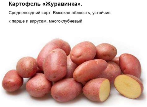 Журавинка картофель. Описание сорта, фото, отзывы, характеристика