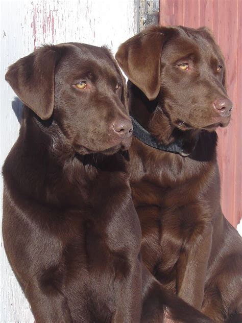 Le Labrador Retriever | Nadir Labrador
