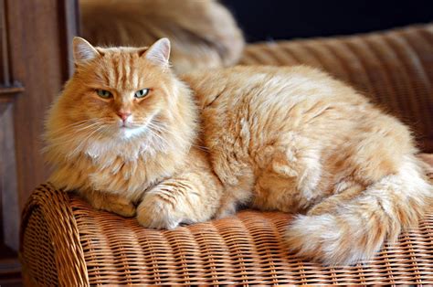 Siberian cat breed - Information & characteristics