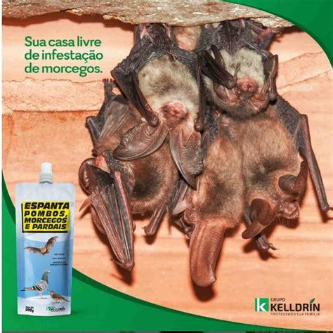 O Que Espanta Morcego - Espanta Pombo Morcego Pardal Gel Para Superfícies Bisnaga 200g Kelldrin ...