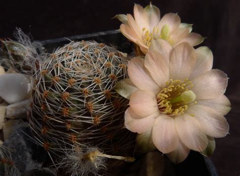 SuccSeed - Rebutia pygmaea MN 168 (Iturbe, Arg)
