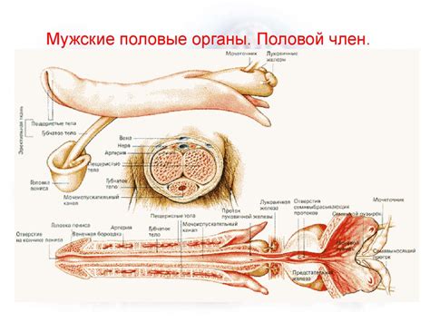 Мужская половая система - презентация онлайн