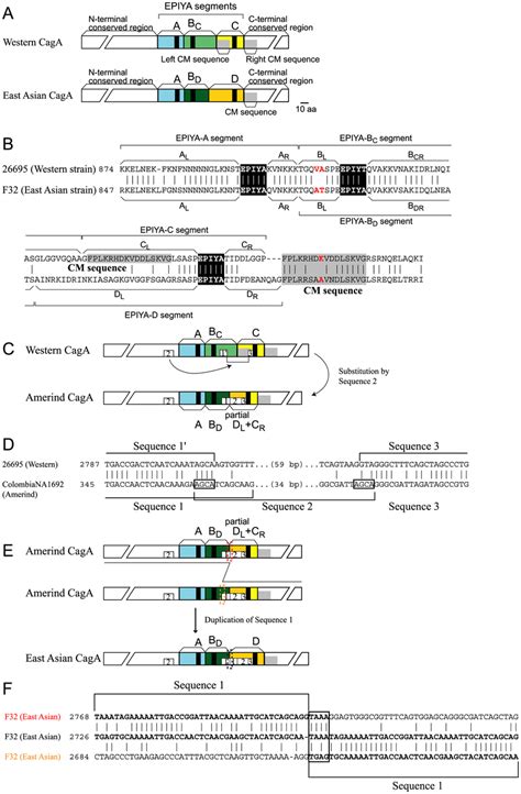caga protein   evolutional pathway  caga typical  western