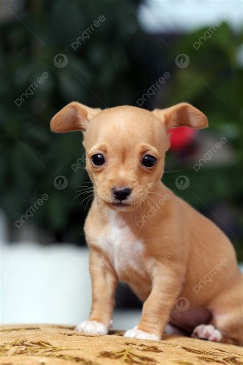 Chihuahua Adorable Animal Background Breed Photo And Picture For Free