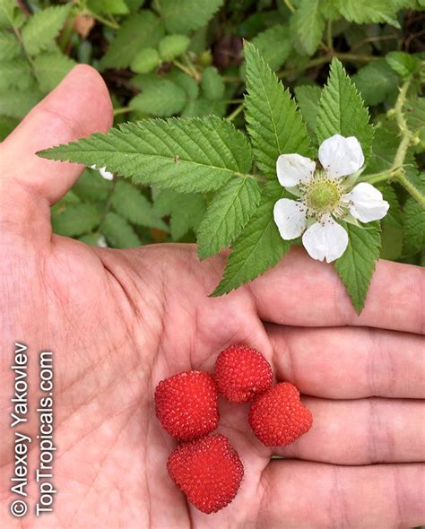 Rubus sp., Raspberrie, Blackberrie, Dewberrie