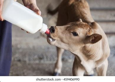 Calf Drinking Milk Bottle Stock Photo 459406990 | Shutterstock