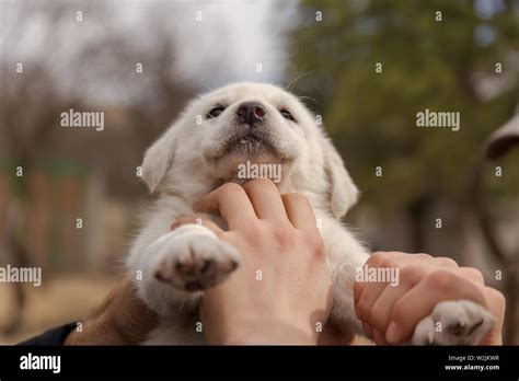love of dogs and animals Stock Photo - Alamy