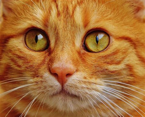 cute cat cat  pixabay