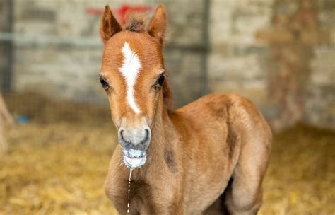 Mites: how to treat them in horses - World Horse Welfare