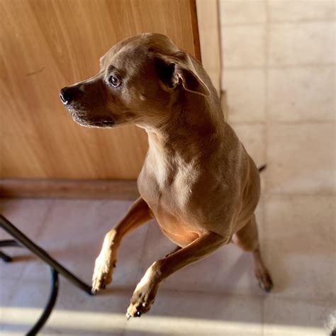 Pit mix looks like a Chihuahua when he does this trick : r/pitbulls