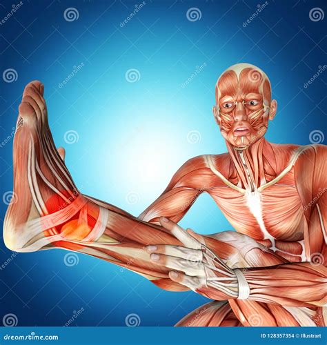 Anatomy Of Ankle Royalty-Free Stock Photography | CartoonDealer.com