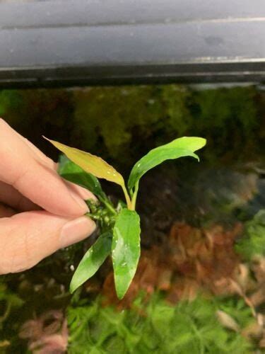 Anubias Minima Dragon Claw – Hygro Aquatics