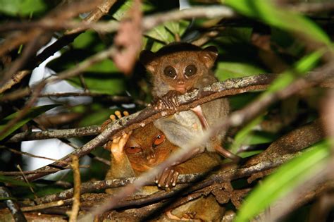 Endangered species | Projekt Tarsius
