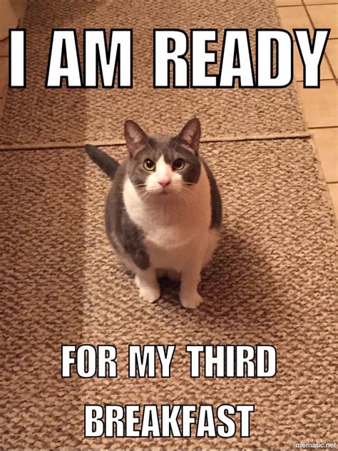 Hungry cat, feed me meow ~ Melody the cat | Funny cat memes, Cute ...