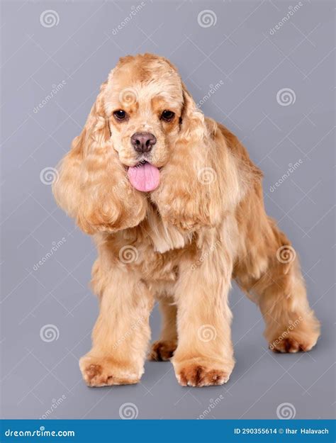 Cocker Spaniel after Grooming Close-up. Vertical Photo Stock Photo - Image of cute, spaniel