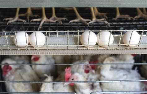 Poultry Farm for Breeding Chickens, Chicken Eggs Go through the ...