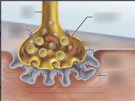 Neuromuscular junction Diagram | Quizlet