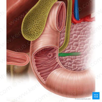 Pancreatic Duct Anatomy