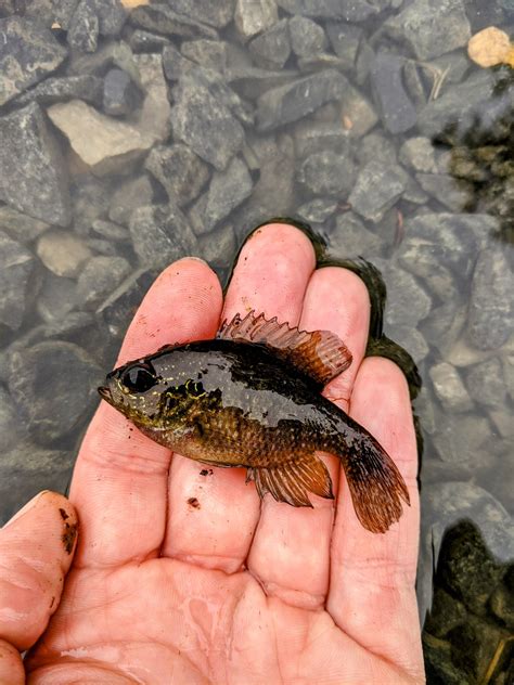Male and Female Banded Sunfish : r/MicroFishing