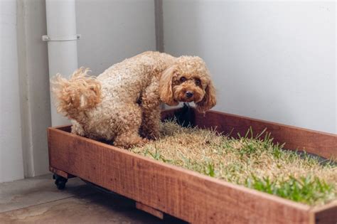 how to leave your dog at home