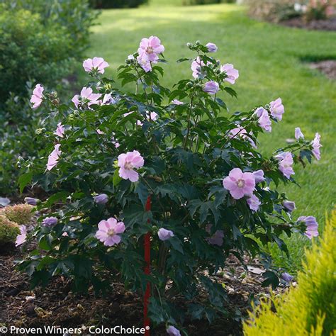 Pink Chiffon® Rose of Sharon | Plant Addicts