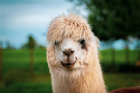 Sheep Icon Photos, Download The BEST Free Sheep Icon Stock Photos & HD ...