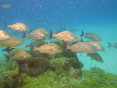 Ventajas del buceo en el Caribe Mexicano – Scuba Diving in Playa del Carmen