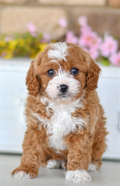 Dexter- Cavapoo - All Star Puppies : All Star Puppies