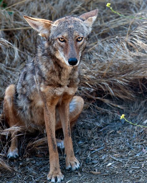 Canis Albus - albinocoyote: Coyote by Danny Perez