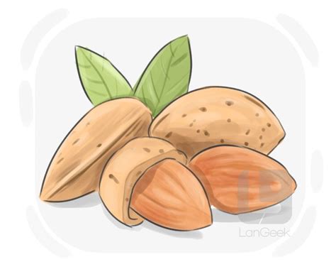 Definition & Meaning of "Almond" | LanGeek