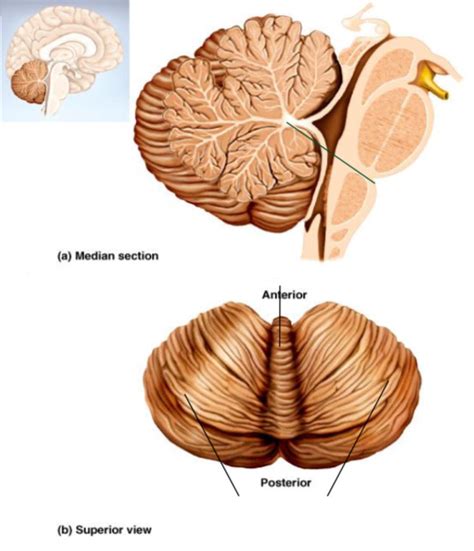 cerebellum identification diagram quizlet
