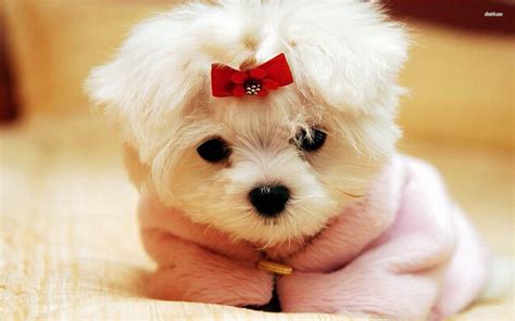 cute puppy dog wallpapers tophinhanhdep
