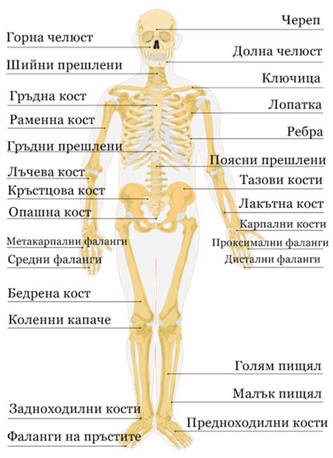 bone structure