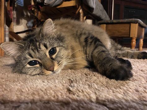 Lucy doing her best to be cute : r/cats