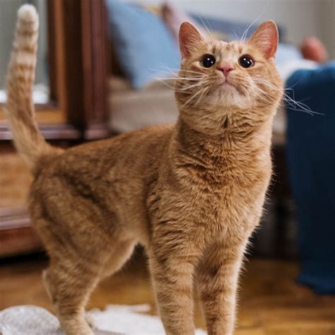 Does Your Cat Recognize Its Name? Unravel the Mystery – Happy Little Kitty