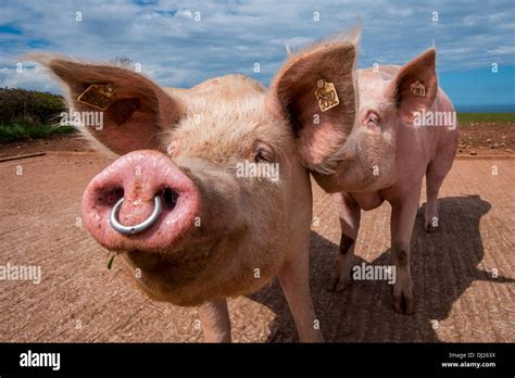 Pig with nose ring Stock Photo - Alamy