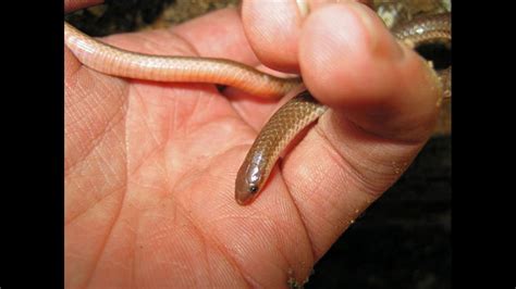 Juvenile Copperhead Snake Identification