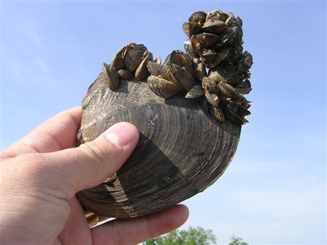 Zebra Mussel Information — New Brunswick Invasive Species Council