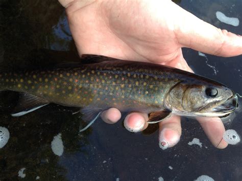 Trout, Brook Amia Calva | www.roughfish.com