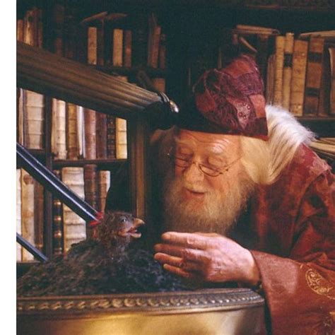 Baby Fawkes 🦅 😇 #harrypotter #fawkes #dumbledore #hogwarts # ...