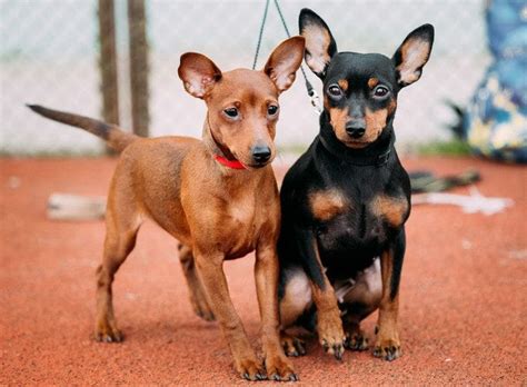 Miniature Pinscher: Temperament, Appearance, History, and Health Issues