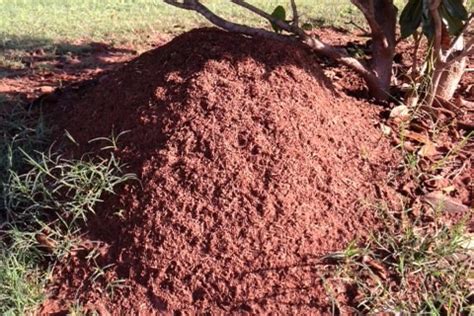 Special Services | Palmetto Exterminators