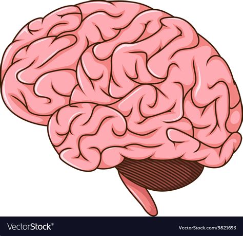 brain clipart cartoon