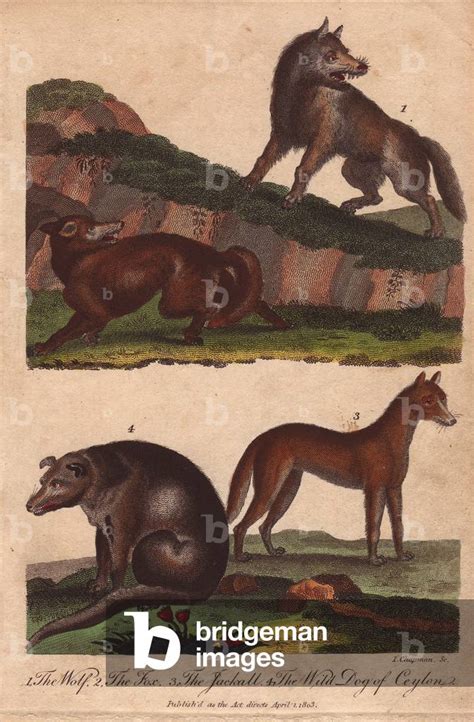 Image of Wolf, fox, jackal, and wild dog of Ceylon Canis lupus,