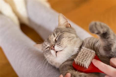 Выведение шерсти из желудка кошки | Кошки, Домашние животные домики ...